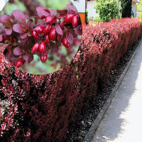 Berberis thunbergii 'Atropurpurea' - Thunbergi kukerpuu 'Atropurpurea' C2/2L